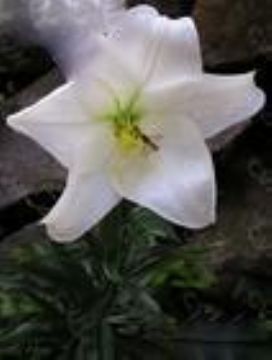 Lilium Martagon Saponin 